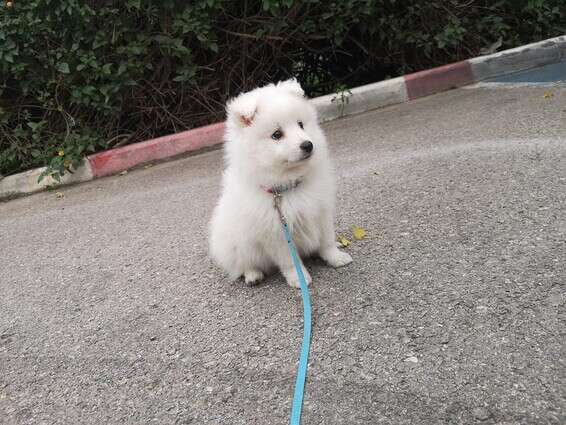 דמון עם רצועת הולכה. חשוד להקפיד שתהיה עד 2 מטרים, ועבור אילוף להחזיק רצועה נוספת ארוכה יותר // צילום: ליאור פלג